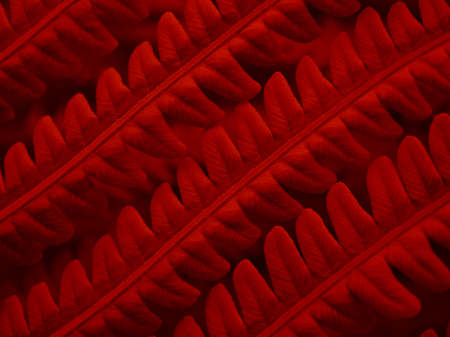 Fern foliage. Deep red tinted plant tracery. Stalks and leaves. Natural horizontal backdrop or wallpaper with a floral pattern. Macroの写真素材