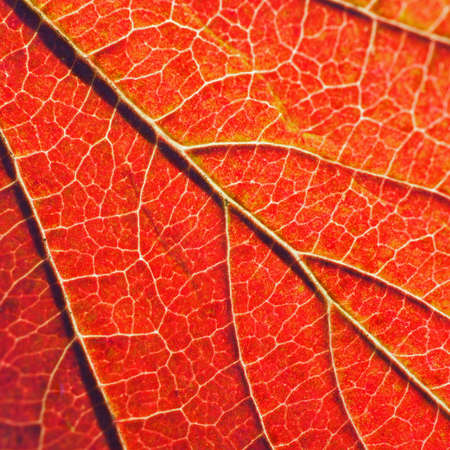 Reddened leaf of a plant in autumn. Saturated red color. Macroの写真素材