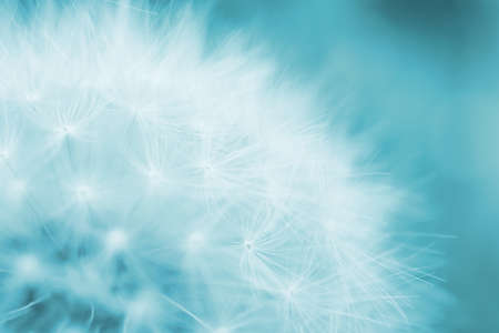 Dandelion blowball with seeds close-up. Summer floral background. Airy and fluffy wallpaper. Light...