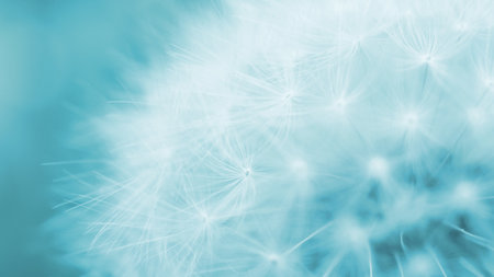 Dandelion downy head with seeds closeup. Summer floral background. Airy and fluffy wallpaper. Light blue tinted backdrop. Dandelion fluff wallpaper. Macroの写真素材