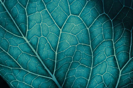plant leaf close up. Mosaic pattern of cells and veins. Background on vegetable theme. abstract nature structure. Blue green tinted wallpaper. horseradish leaf. Macroの写真素材