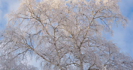 A tree with branches covered with fresh snow. The crown of a birch against a cloudy blue and white...