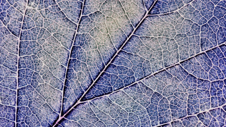 Close-up tree leaf. Mosaic pattern of plant veins and cells. Blue tinted background similar to the...