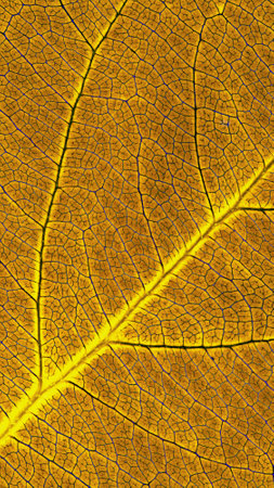 Leaf of fruit tree close-up. Beautiful summer mobile phone wallpaper. Brown and yellow mosaic...