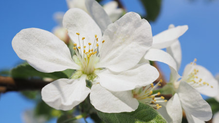 White flower of fruit tree close-up. Petal, pistil, stamen. Spring and flowering plants. Nature illustration about beginning of warm season. Flowers blossom against blue sky. Macroの写真素材