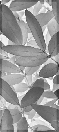 Vegetable vertical background from honeysuckle leaves. Gray abstract natural wallpaper from the foliage of a fruit bush. Light black and white plant backdrop with vignettingの写真素材