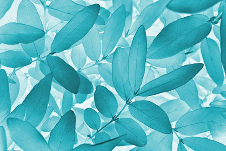 Light vegetable background from honeysuckle leaves. Turquoise tinted nature wallpaper from the foliage of a fruit bush. Abstract plant backdrop. beautiful plants pattern. leaf textureの写真素材