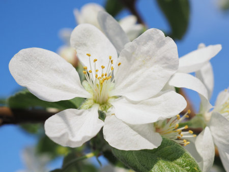 White flower of fruit tree close up. Petal, pistil, stamen. Spring and flowering plants. Nature illustration about beginning of warm season. Flowers blossom against blue sky. Macroの写真素材