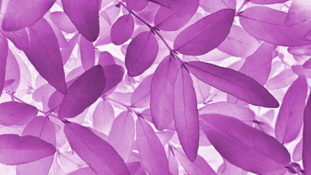Vegetal background from honeysuckle leaves. Purple or dark pink tinted nature wallpaper from tree foliage. Abstract plant backdrop. beautiful plants pattern. leaf textureの写真素材