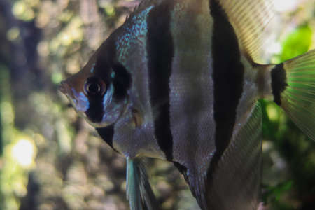 Black and white striped triangular close-up fish in the ocean. Side view of a fish swimming towards....