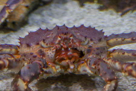 The face of a huge crab close up. A crab at the bottom of the ocean looks directly at the camera. Diving and unusual tourism, tropical climate.の写真素材