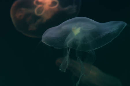 Multi-colored jellyfish close-up in water. Light blue jellyfish in the foreground. Blurred dark blue ocean background.の写真素材