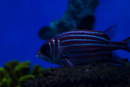 Beautiful striped fish with white lines on the body. Side view close up. Blue blurred background. Free space for text and content.の写真素材