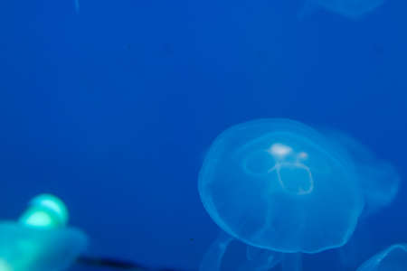 Moon Jellyfish on a blue background with free space. Life in the ocean. Concept design for exotic tourism, travel and diving.の写真素材