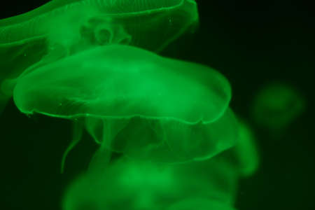Close up green jellyfish in the ocean. Blurred green background. Free space. Diving and hiking. The underwater world and its life.の写真素材