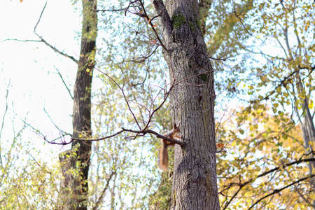 Little brown squirrel on a tree branch in the forest. Active leisure in the park. Free space for text. The concept of outdoor recreation. Wild life without civilization. Clean air and animals.の写真素材