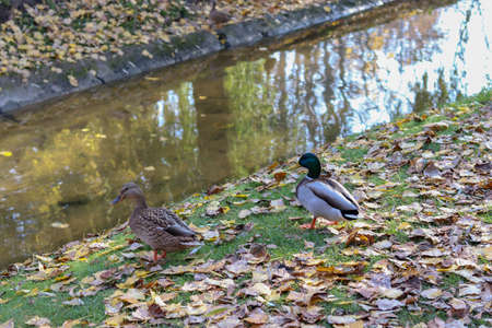 A pair of ducks stand on the grass and foliage near a small river and look to the side. Drake and duck. The onset of autumn in wildlife. Park with animals and birds.の写真素材