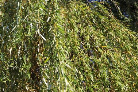 Leaves of weeping willow close up. Green leafy background for posting content. Sunny weather in natureの写真素材