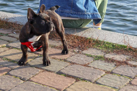 The dark little dog turned its head and looks away. Template with a dog for advertising funds for animals. Happy inspired healthy dog. Proper animal care.の写真素材
