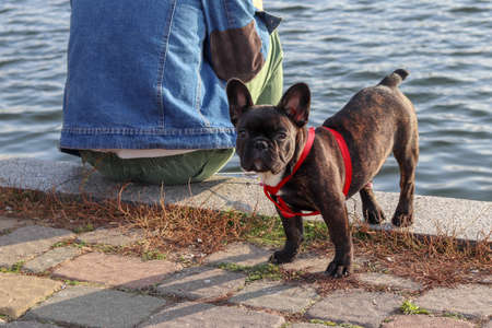 Black little French bulldog stands sideways. The dog looks at the camera in sunny weather on a background of water. The owner of the dog sits with his back. Concept for service for animals. Dog careの写真素材