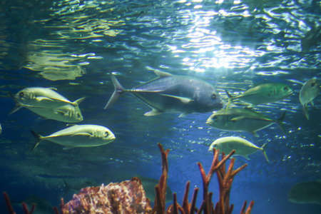 Large grey and blue fish underwater, filmed from below. The sun's rays are refracted in the water and illuminate the water. Underwater life flora and fauna of the ocean. Tourism and diving, background for text.の写真素材