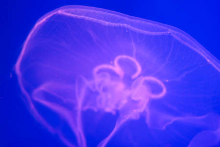 Transparent jellyfish close-up on a blue background.の写真素材