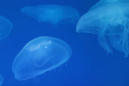 Several jellyfish in blue backlight in the aquarium. Transparent jellyfish on a blue background. Free space for text.の写真素材