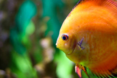 Orange fish in the ocean on a blurred background of aquatic life. Bokeh effect, portrait of fish. Side view with free space for text.の写真素材