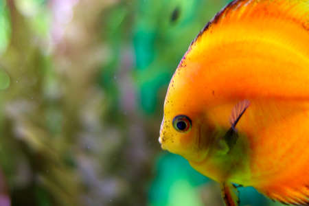 Orange fish in the ocean on a blurred background of aquatic life. Bokeh effect, portrait of fish. Side view with free space for text.の写真素材