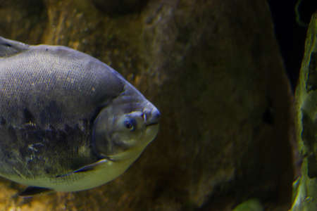 Gray big fish in the ocean against the background of aquatic life. Travel and diving concept. Side view with free space for text.の写真素材