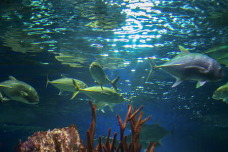 Large grey and green fish underwater, shot from below. Sun rays are refracted in the water and illuminate the water. Underwater flora and fauna of the ocean. Free space for text on backgroundの写真素材