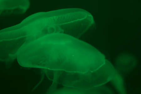Close up blue or green jellyfish in the ocean. Blurred green background. Free space. Diving and hiking. The underwater world and its life.の写真素材