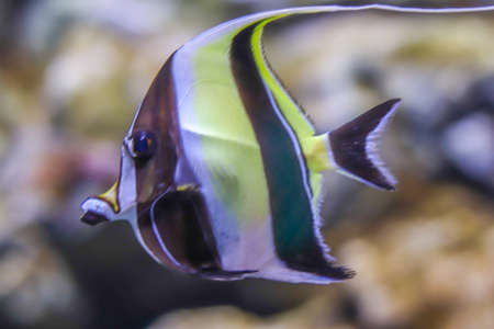 Moorish idol close up is swimming in the ocean with bokeh effect and blurry background with underwater flora and fauna. Side view of a fish swimming at angle. Concept with free space for text.の写真素材