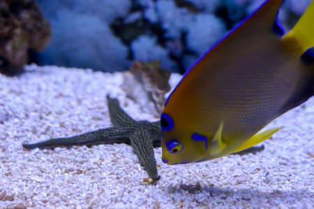 A beautiful yellow fish explores the bottom of the ocean. Ocean life. Starfish lies on the sand. Blurred background. Bright colours. The concept of curiosity, tourism and divingの写真素材