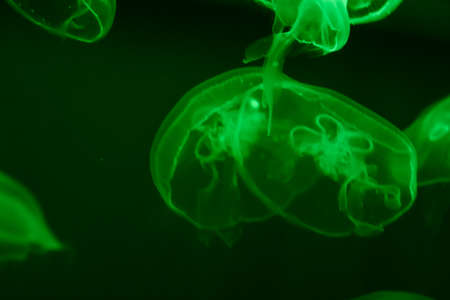 Several green jellyfish in green backlight in the water. Transparent jellyfish on a dark green background. Free space for text.の写真素材