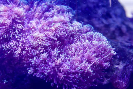 Oceanic flora. Underwater life. Plants at the bottom of the ocean. Corals under artificial lighting. Free space for text.の写真素材