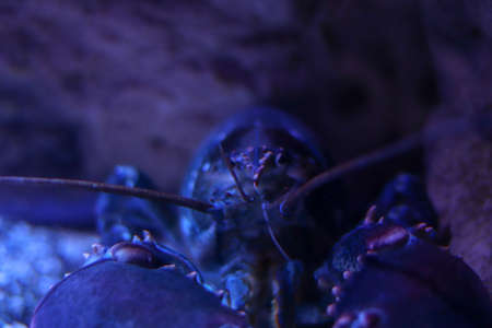 Dark crab in blue light at the bottom of the ocean. Close up shot with bokeh effect. Place for text.の写真素材