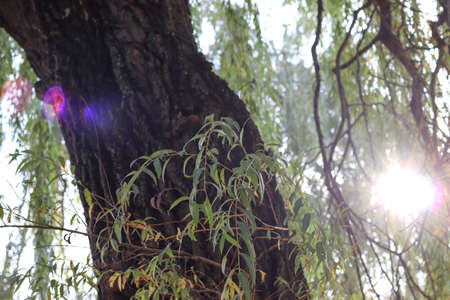 Green background with trees. The concept of appeasement and relaxation. Solar flare on the camera lens. A sunbeam passes through foliage and trees in a park in nature. Free space for text.の写真素材
