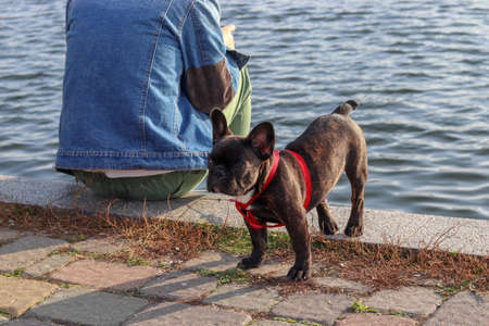 Black little French bulldog stands sideways. The dog looks away in sunny weather on a background of water. Owner of the dog sits in background. Concept for service for animals. Copy space for text.の写真素材