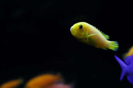 Single yellow fish with shadow swimming side ways on dark background of ocean. Free copy space around fish.の写真素材