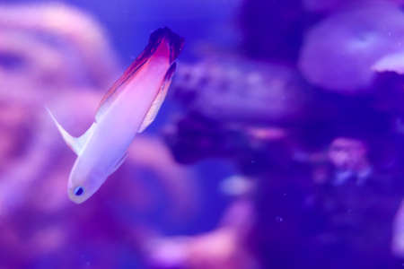 Close-up bokeh portrait of small white and pink fish with blurry bright purple background with flora and fauna of ocean. Copy space next to interesting unusual fish.の写真素材