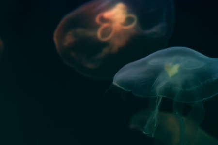Several jellyfish in dark blue backlight in the aquarium. Transparent jellyfish on a blue background. Free space for text.の写真素材