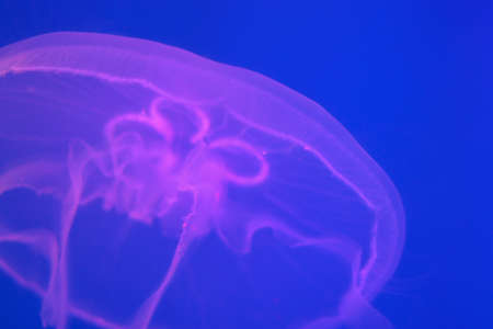 Transparent moon jellyfish close-up on a blue background with purple lighting.の写真素材