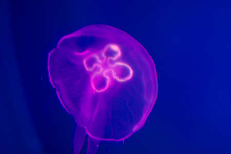 Transparent moon jellyfish close-up on dark blue background. Purple lighting, copy space for text about marine and ocean life.の写真素材