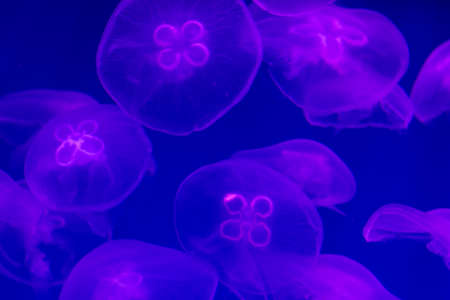 Large number of transparent jellyfish on a blue or purple background in the ocean. Transparent jellyfish in the dark blue backlight. Background copy space for text.の写真素材