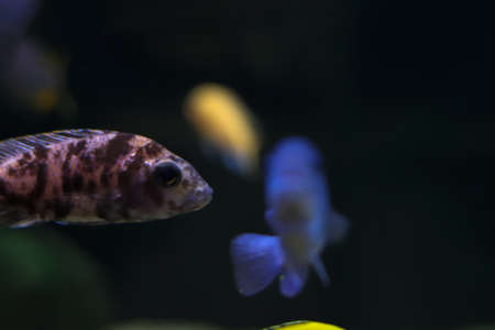 Fish with spots of unusual color. Oceanic flora and fauna, life under water. Bokeh effect with blurry background, portrait of fish. Side view with free space for text.の写真素材