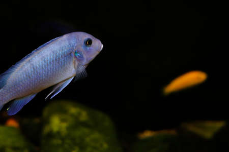 Blue shining fish side view. Bokeh with blur. The fish is swimming side ways on a black background. Oceanic flora and fauna.の写真素材