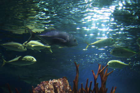 Group of grey and green fish underwater, shot from below. Sun rays are refracted in the water and illuminate the water. Underwater flora and fauna of the ocean. Free copy space for text on background.の写真素材