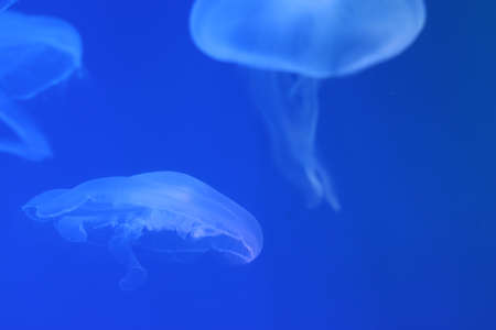 Transparent Moon Jellyfish on blue background with lighting. Copy space for texの写真素材