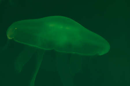 Jellyfish underwater in the ocean close up. Green light background. Free copy space for text and content.の写真素材